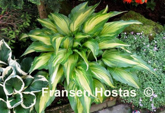 Hosta Cascades